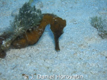 Seahorse taken on Paradise Reef, Cozumel. by J. Daniel Horovatin 