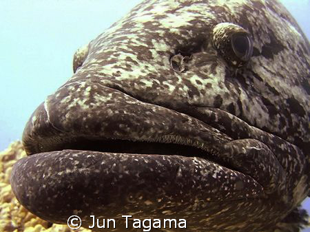 Epinephelus tukula from "Cod Hole" by Jun Tagama 