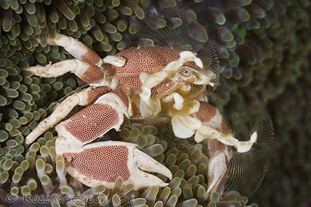 Fan dance.  Porcelain crab fishing for food.  Ningaloo Re... by Ross Gudgeon 