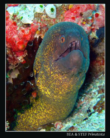 Moray eel (Gymnothorax flavimarginatus). Canon G9 & InonD... by Bea & Stef Primatesta 