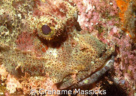 Perfect camouflage!  Found at Fan Canyon, off Tioman Isla... by Grahame Massicks 