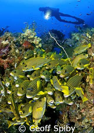 another tightly packed group of sweetlips with numerous c... by Geoff Spiby 