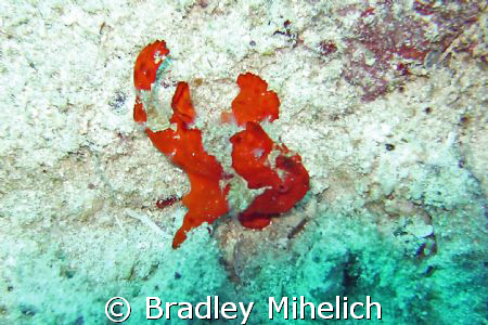 Frog fish off of ishigaki jima a small island on the sout... by Bradley Mihelich 