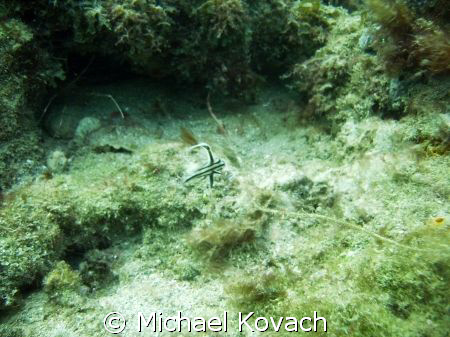 juvenille spotted drum on the Inside Reef at Lauderdale b... by Michael Kovach 