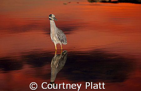 Night Heron Reflection

This Night Heron in Cayman Brac... by Courtney Platt 