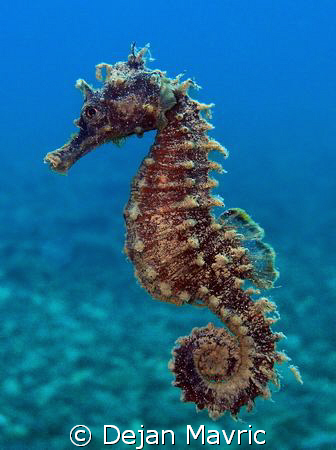 Another seahorse. Taken in april, presented at VODAN. Oly... by Dejan Mavric 