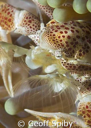 porcelain crab feeding by Geoff Spiby 