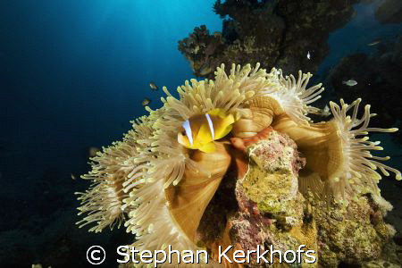 magnificent anemone (heteractis aurora) taken in ras ghoz... by Stephan Kerkhofs 