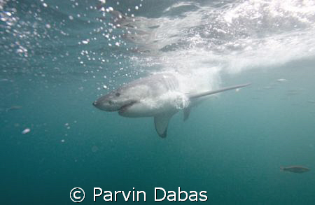 great white by Parvin Dabas 