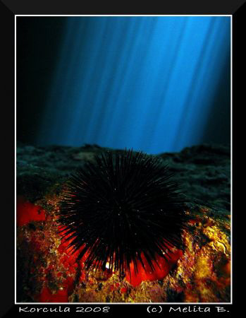 Sea urchin in the cave on island Korcula / Canon G9 by Melita Bubek 