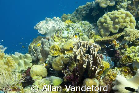 A view of the strikingly healthy coral life at approximat... by Allan Vandeford 