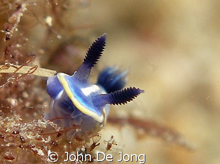 Hypselodoris gasconi is a common specie in the Mediterran... by John De Jong 