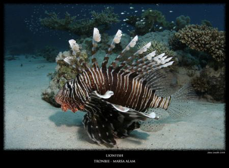Lionfish - Red Sea - Egypt 10-17mm Tokina by Stew Smith 