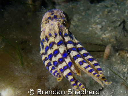 This Bluering Octopus was in no mood to play and as I was... by Brendan Shepherd 