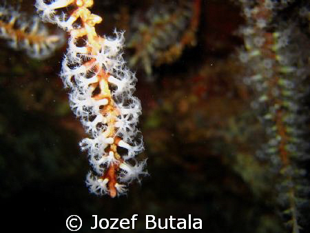 Octocoral polyps,Five graves,Makena,Maui,canon SD750 macr... by Jozef Butala 