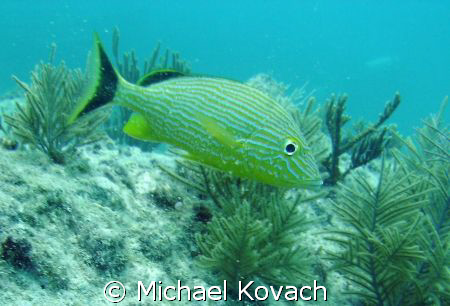 French Grunt on the Inside Reef at Lauderdale by the Sea by Michael Kovach 