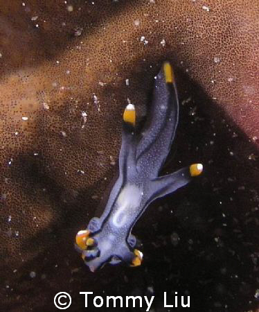 This nudi is at the dark side of the moon....strobe from ... by Tommy Liu 