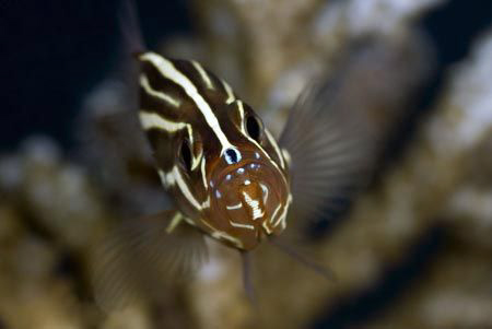 Soapfish close up Fuji S5 pro /105mmVR by Yves Antoniazzo 