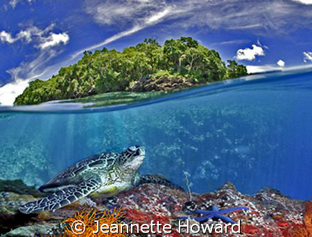 Turtle reef tropical fantasy :) by Jeannette Howard 