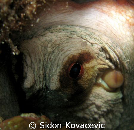 octopus vulgaris by Sidon Kovacevic 