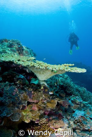 Tabletop coral with diver at Ngedebus coral garden by Wendy Capili 