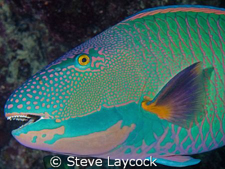 Two colour parrot fish, with nice teeth by Steve Laycock 