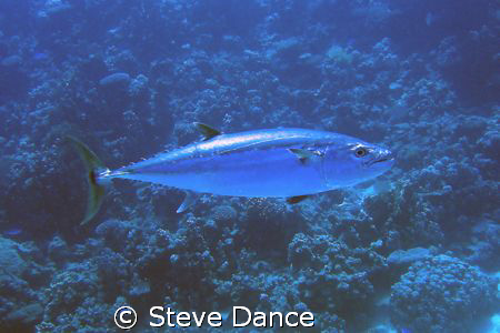 One of a number of Tuna. They move so fast it's difficult... by Steve Dance 
