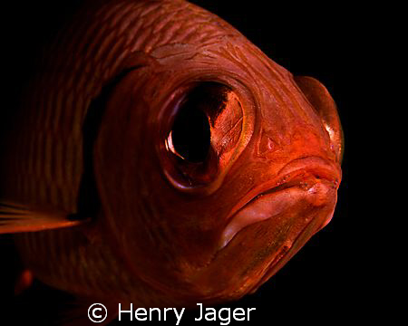 "BigEye" was shot in the Maldives at Dhuni Kolhu. Olympus... by Henry Jager 