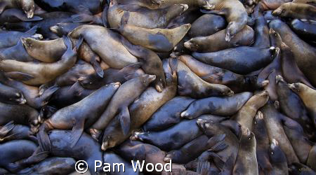 SEA LIONS 
I live in the Santa Cruz, California area and... by Pam Wood 