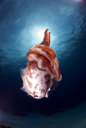 Cuttlefish in the sun. by Erika Antoniazzo 