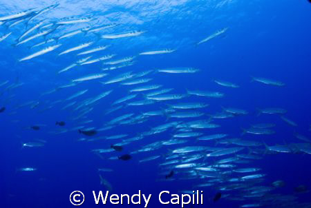 School of barracudas at Ngerchong outside by Wendy Capili 