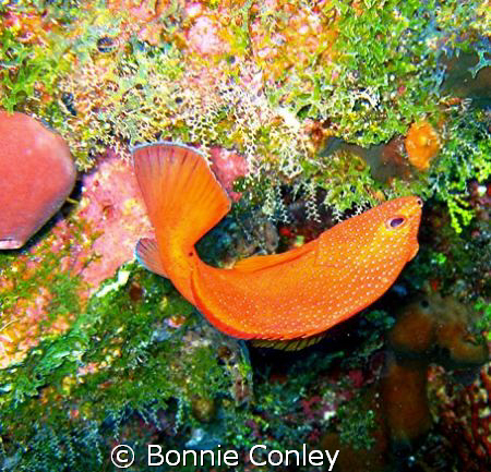 Coney seen in Grand Cayman August 2008.  Photo taken with... by Bonnie Conley 
