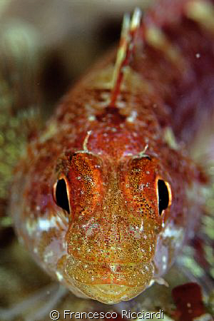 Wonderful little fish from Ullastres, Costa Brava, Spain by Francesco Ricciardi 