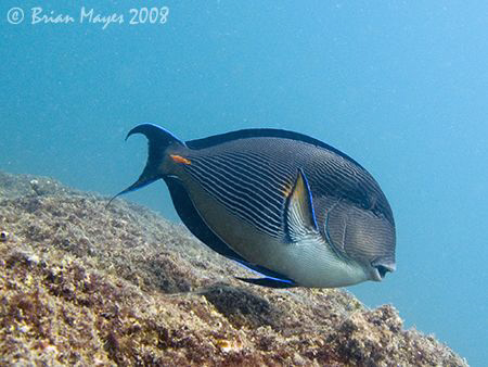 Sohal (Acanthurus sohal)...¸><((((º>....Canon G9 by Brian Mayes 