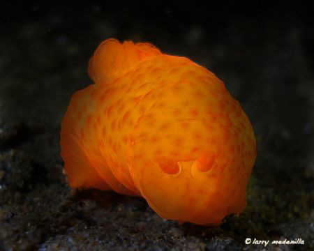 Glow worm??  I easily saw this bright orange nudi from a ... by Larry Medenilla 