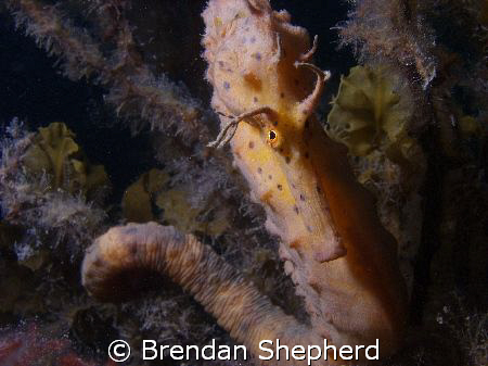Big Bellied Seahorse.
Olympus 5060. Nikonos sb105 , Sea&... by Brendan Shepherd 
