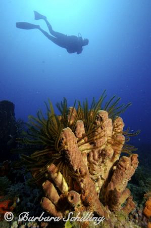 Surprisingly beautiful Sponges at this dive site in Marti... by Barbara Schilling 