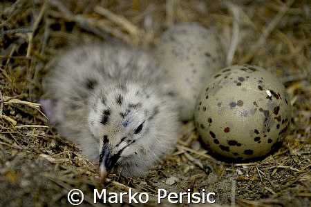 As its sibling waits the next Gull in the egg on the righ... by Marko Perisic 