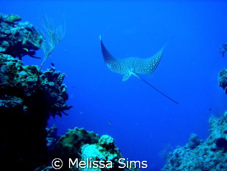 Magnificent eagle ray - off coast of Cozumel.  Taken with... by Melissa Sims 