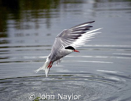 Arctic tern by John Naylor 