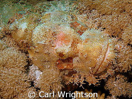 Scorpion Fish using an Olympus SP-350 with a Sea&Sea YS-2... by Carl Wrightson 