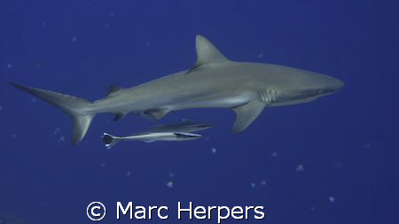 Grey reef shark Peleliu Island november 2008. Canon G9 by Marc Herpers 