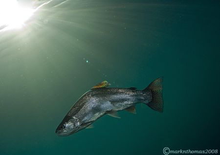 Dying trout.
Capernwray.
10.5mm. by Mark Thomas 