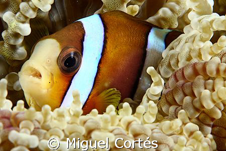 Clown fish in anemone. by Miguel Cortés 