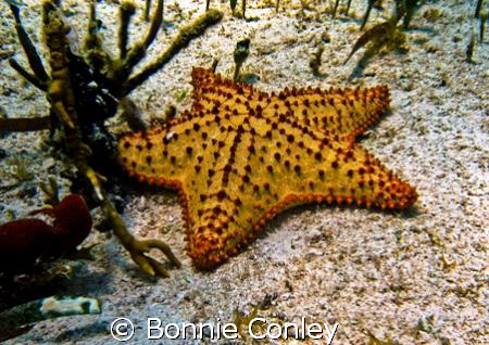 Sea Star seen in Isla Mujeres.  Photo taken with a Canon ... by Bonnie Conley 