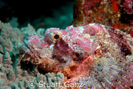 Triton Scorpionfish - Taken with my 20D F/5.6 1/60s ISO 2... by Stuart Ganz 