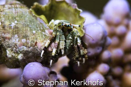 reef hermit crab (dardanus lagopodes) taken in Na'ama bay. by Stephan Kerkhofs 