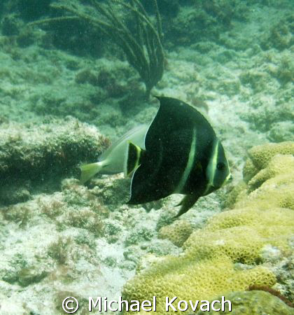 Juvenille angelfish on the Inside Reef at Lauderdale by t... by Michael Kovach 
