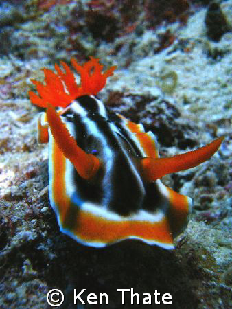 This Nudi was shot off with a Sea & Sea DX8000 camera, sw... by Ken Thate 