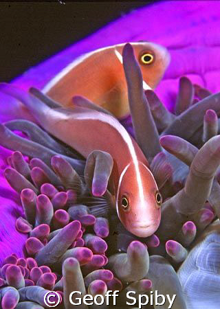 pink anemonefish by Geoff Spiby 